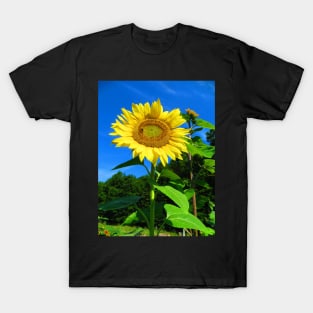 Sunflower and Honeybee Photographic Print T-Shirt